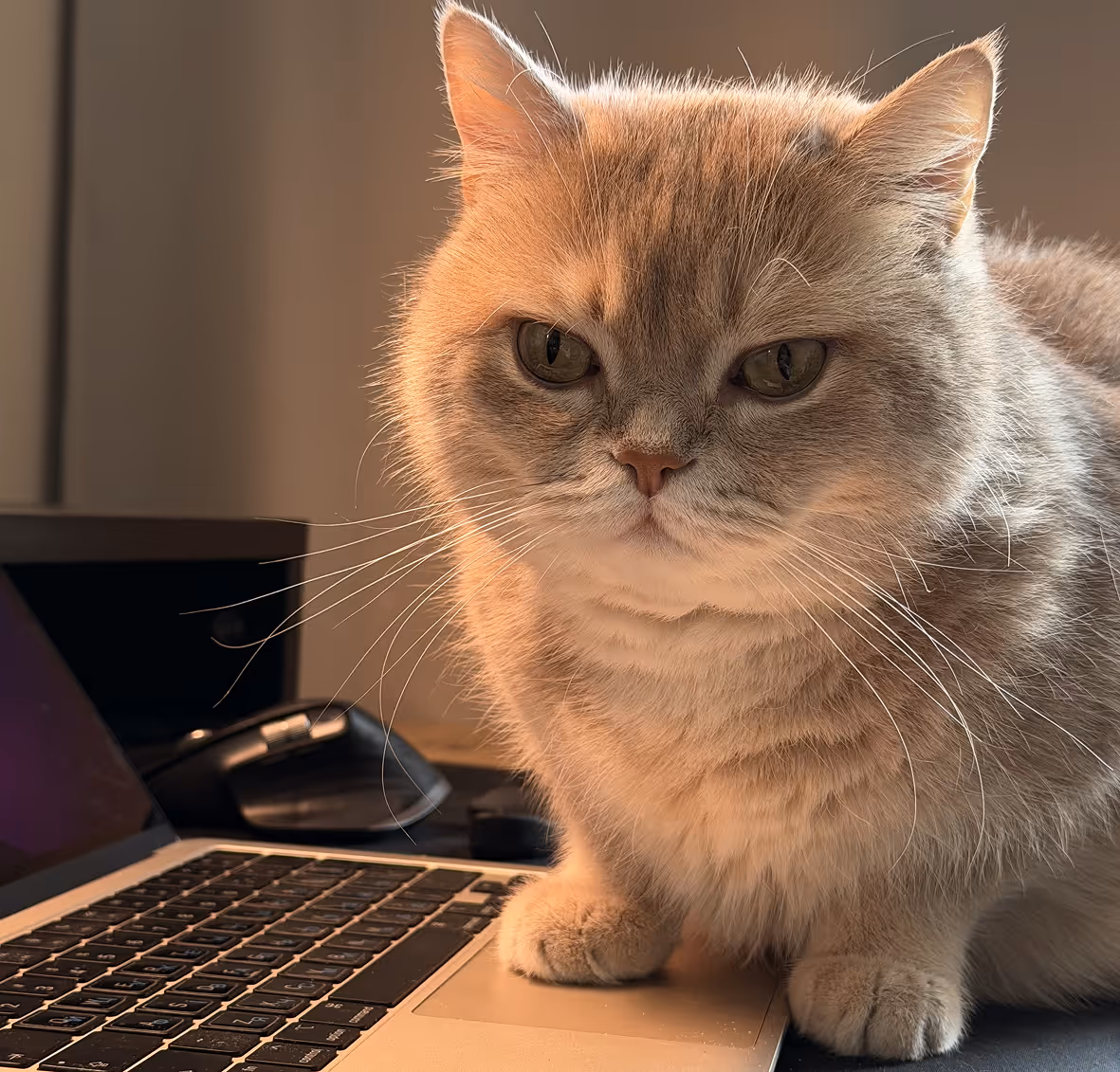 CohortIX studio mascot